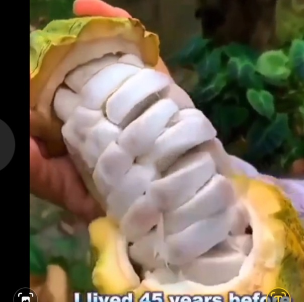 Does anyone know what this fruit is