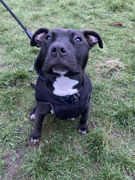 Puppy Survival Thread for New and Old Pups - Spring is around the corner!