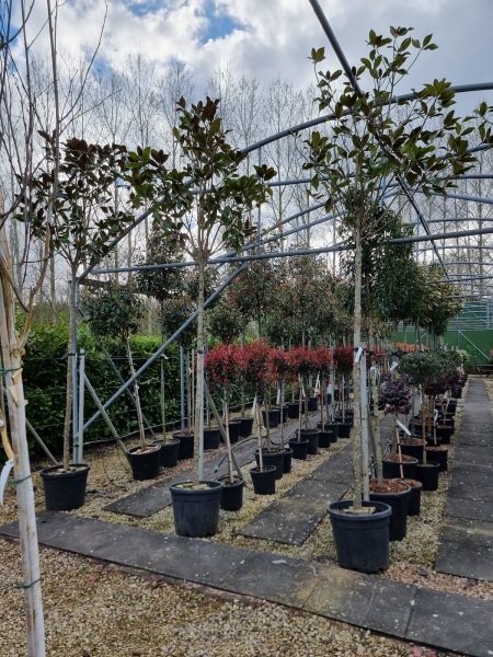 Help me decide on trees and placement? Pic included.