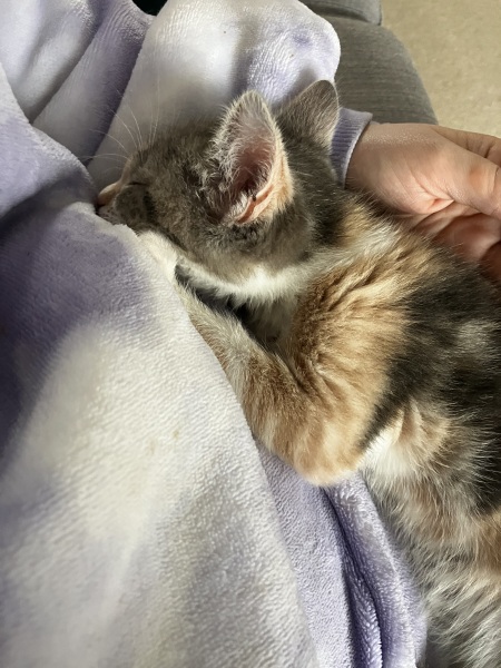 It’s a kitten name thread
