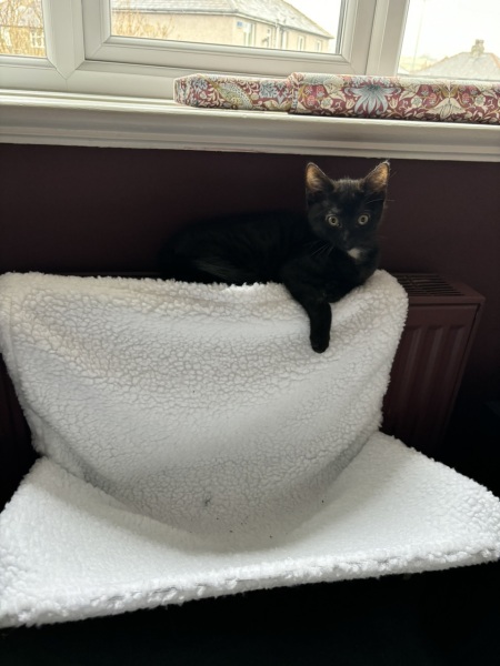 Introducing kitten to cat