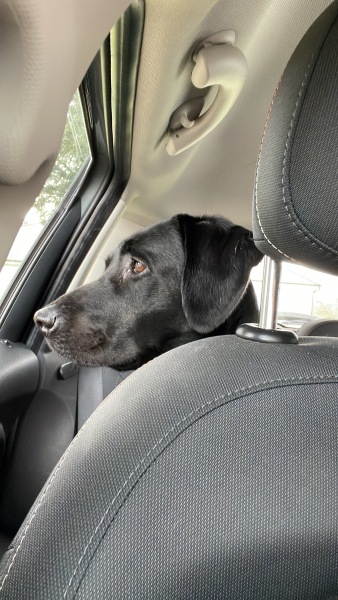 A dog photo thread - please share your pics