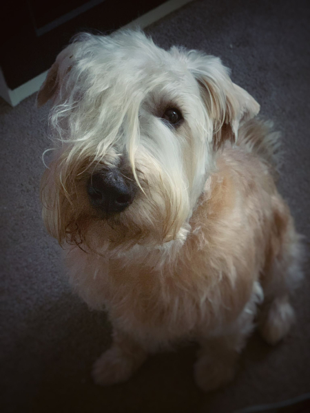 A dog photo thread - please share your pics