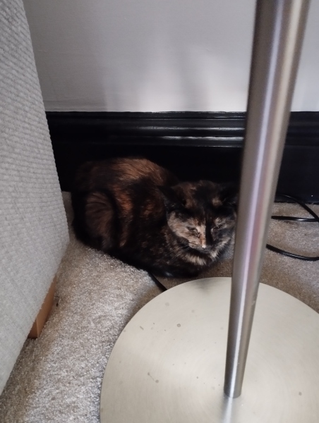 Tips to make my new 10mth kittens feel safe