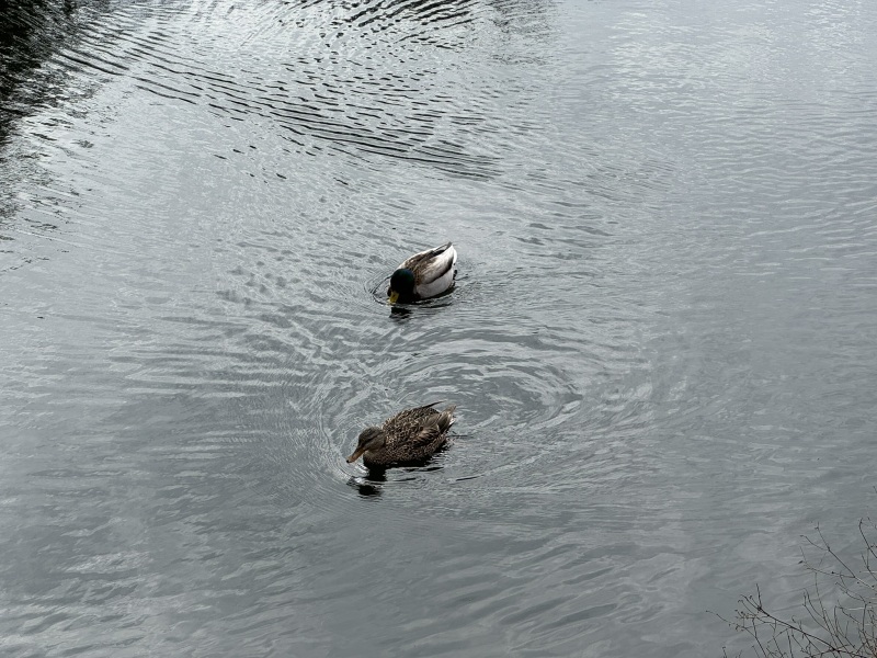 Come and tell me your dull and unexciting news 29: Calmly through the day