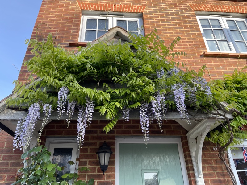 Wisteria woes -HELP