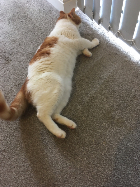 How would/do you feel about your cat going into other peoples houses?