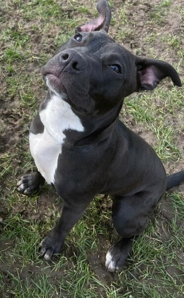 Puppy Survival Thread - for old and new pups heading into winter