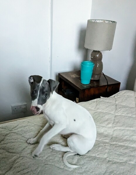 Puppy Survival Thread - for old and new pups heading into winter