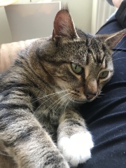 Machiavellian Misbehaviour- the Excellent Cats Deny Everything