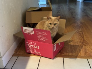 Come and tell me your dull and unexciting news 29: Calmly through the day