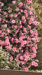 Plant ID, please