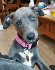 A dog photo thread - please share your pics