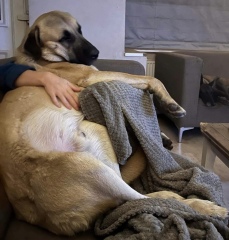 Don’t get a dog