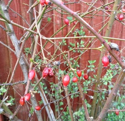 Help identify these trees/plant in new house's garden...