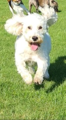 A dog photo thread - please share your pics