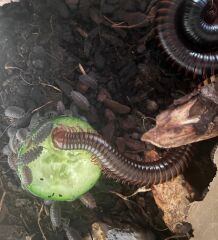 Boots refusing to sell canesten to men! Wtf!