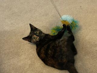My poor kitten is going downhill - scared
