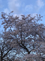 Thread 12 - TalkLair: “I say we take off and nuke the entire site from orbit. It's the only way to be sure.”