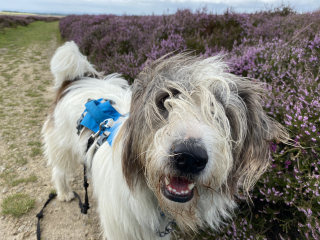 A dog photo thread - please share your pics