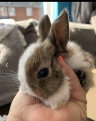 Buffy or Gizmo or Thumper