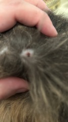 Cats been hurt… TMI cat wound pics!