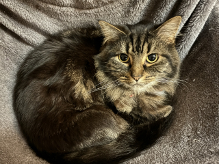 Machiavellian Misbehaviour- the Excellent Cats Deny Everything