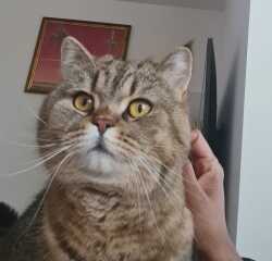Machiavellian Misbehaviour- the Excellent Cats Deny Everything