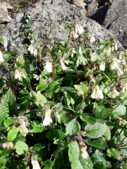 Plant ID
