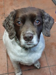A dog photo thread - please share your pics