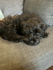 Puppy needs a name!