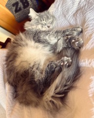Are your cats moulting yet?
