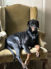 A dog photo thread - please share your pics