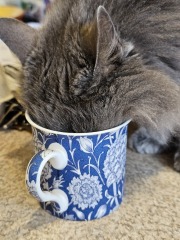 Machiavellian Misbehaviour- the Excellent Cats Deny Everything