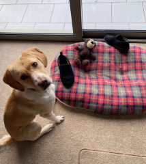 Romanian rescues anyone?