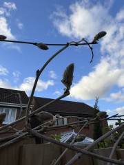 Wisteria buds