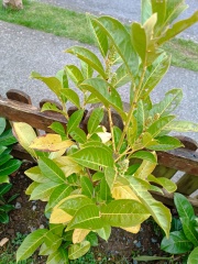 Are my Laurel's fooked?!