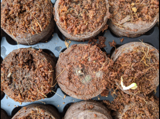 Help! Mouldy seed plugs
