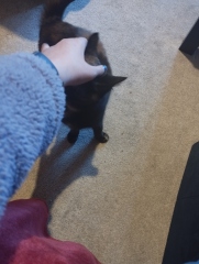 My poor kitten is going downhill - scared