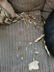 Puppy Survival Thread for New and Old Pups - Spring is around the corner!