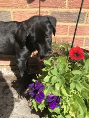 Anyone have a Golden Retriever puppy and found the magic cure to save your garden?