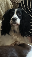 A dog photo thread - please share your pics