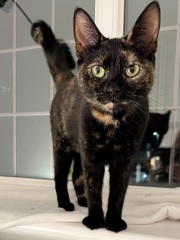 Cat behaviour after dog attack