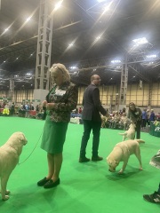 Crufts
