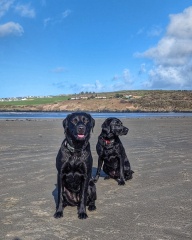 Puppy Survival Thread for New and Old Pups - Spring is around the corner!