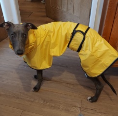 A dog photo thread - please share your pics