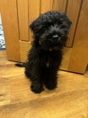 Puppy needs a name!
