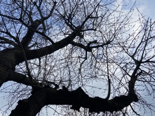Trying to identify tree