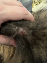 Cats been hurt… TMI cat wound pics!