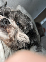 A dog photo thread - please share your pics
